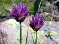 Allium schoenoprasum